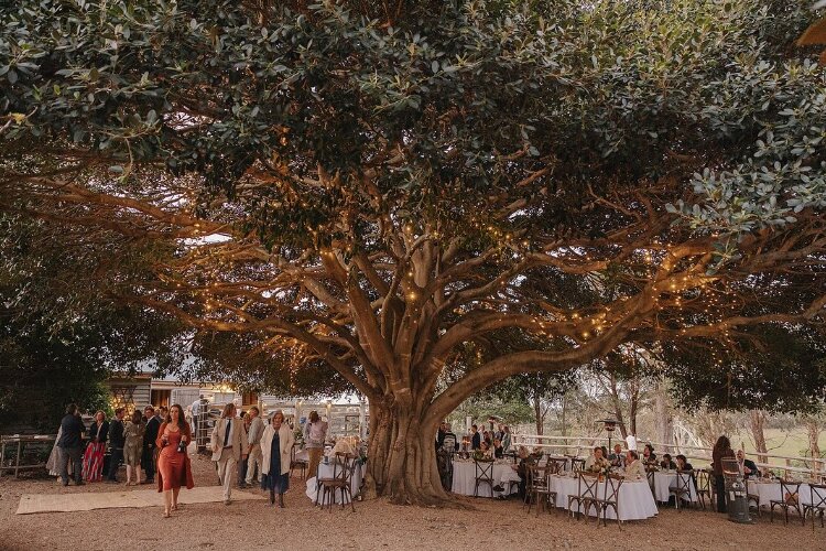 Wedding reception venue under a fig tree with onsite accommodation