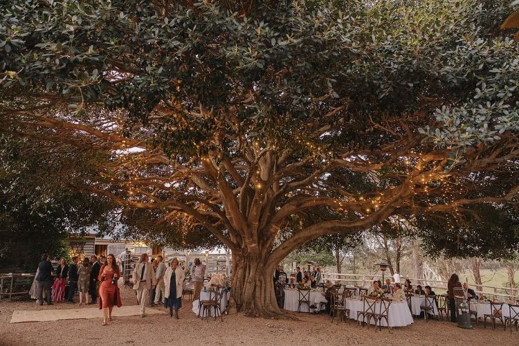 Horse farm wedding venue with huge fig tree near Gippsland VIC