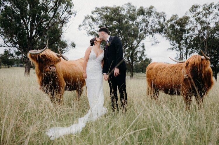 Adams Peak Hunter Valley wedding couple with two Highland Coos